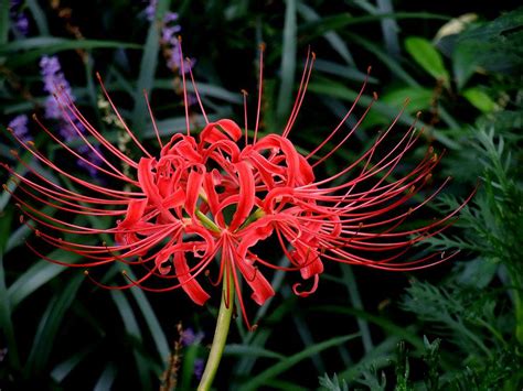 彼岸花開花|彼岸花（ヒガンバナ）とは ＜花言葉・由来・開花時期などを紹。